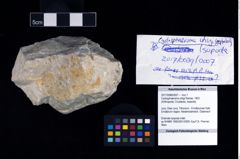Foto (Objekt + Etikett) von Cyclosphaeroma uhligi (Remes, 1903)  (NHMW-GEO-2017-0089-0007)